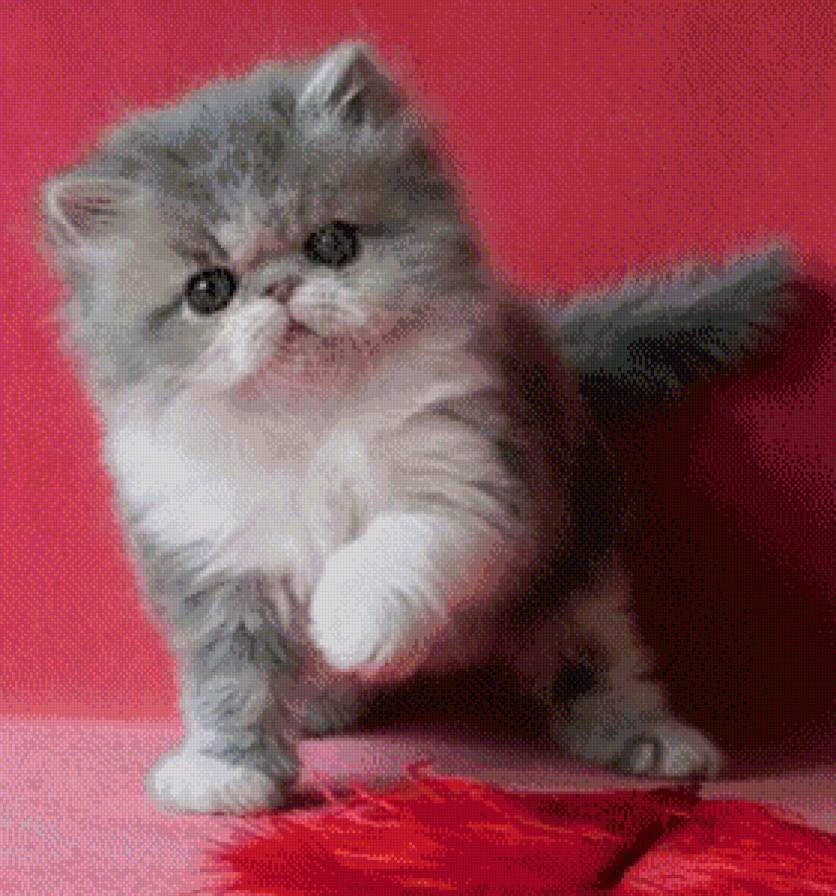 киса - предпросмотр