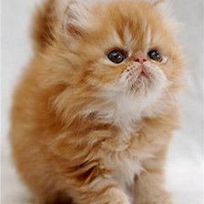 Схема вышивки «котя»