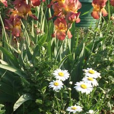 Схема вышивки «ирисы и ромашки»