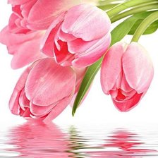 Схема вышивки «нежные тюльпаны»