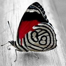 Схема вышивки «Бабочка»