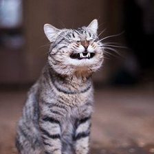 Схема вышивки «веселый котик»