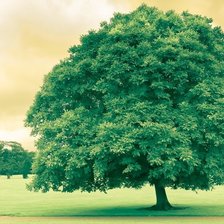 Схема вышивки «Дерево»