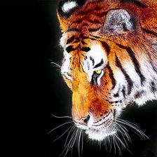 Схема вышивки «Тигр»