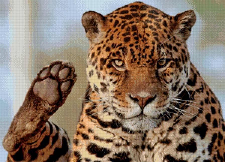 оставлю след - хищник, леопард, взгляд, лапа - предпросмотр