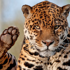 Схема вышивки «оставлю след»