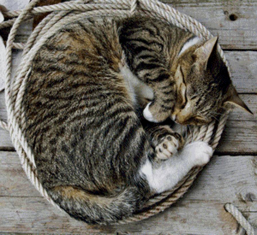 сладких снов - кот, кошка - предпросмотр