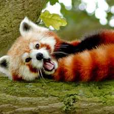 Схема вышивки «рыжая панда»