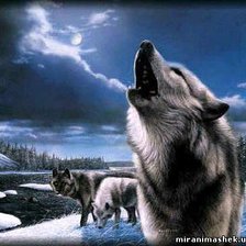 Схема вышивки «Волки»