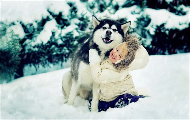 хаски - оригинал