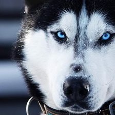 Схема вышивки «хаски»