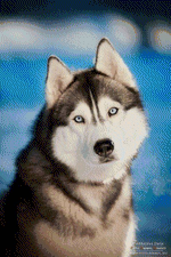 хаски - предпросмотр