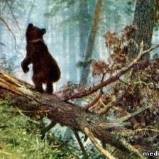 Схема вышивки «"Мишки в лесу" Иван Шишкин ч. 4 низ»