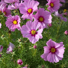 Схема вышивки «розовые цветы»