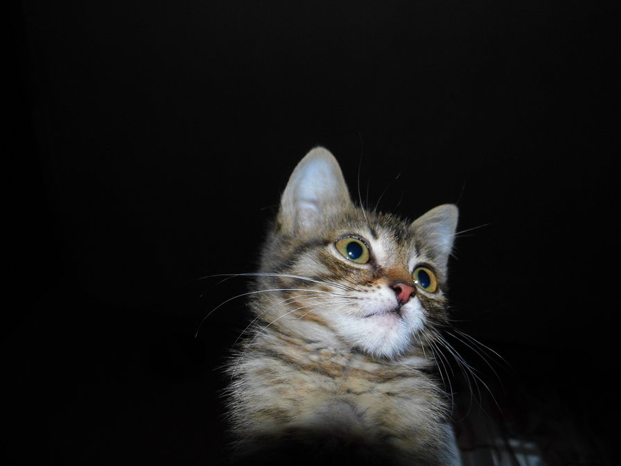 том - том, кот, котенок - оригинал