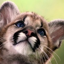 Схема вышивки «тигренок»