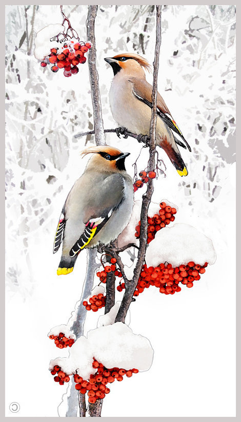 зимородки на рябине - зима, снег, рябина, веточка, синички, снегири, зимородки, птицы - оригинал