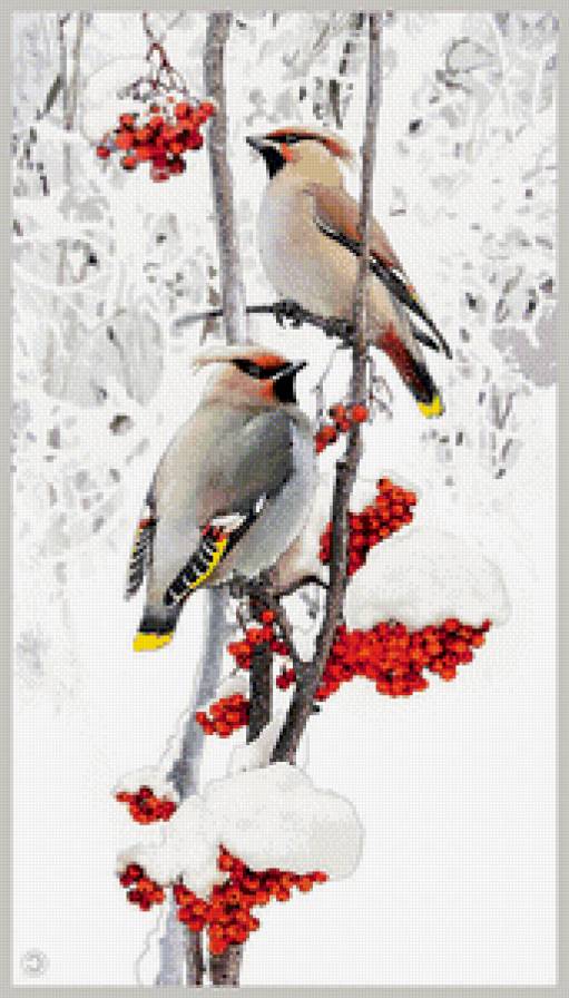 зимородки на рябине - птицы, зима, синички, снег, веточка, снегири, рябина, зимородки - предпросмотр