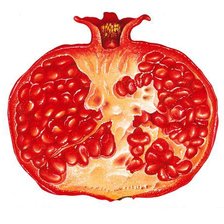 Схема вышивки «гранатик»