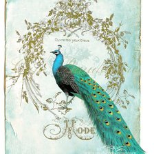 Схема вышивки «павлин»