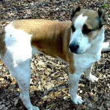 Схема вышивки «Аза»