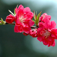 Схема вышивки «розовая сакура»
