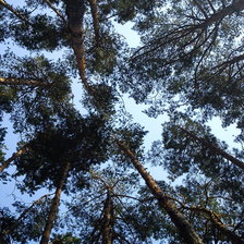 Схема вышивки «Под соснами»