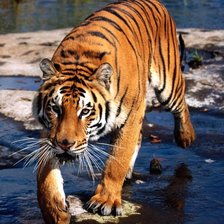 Схема вышивки «тигр»