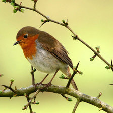 Схема вышивки «зяблик на терновой ветке»