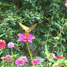 Схема вышивки «Бабочка1»