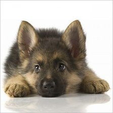 Схема вышивки «№527338»