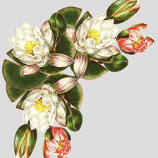 Схема вышивки «Лотосы»