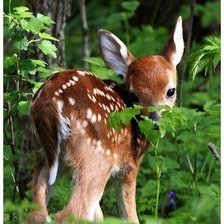 Схема вышивки «бэмби»