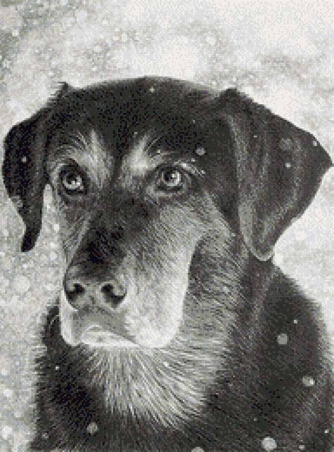 Верный друг - собаки, животные, монохром - предпросмотр