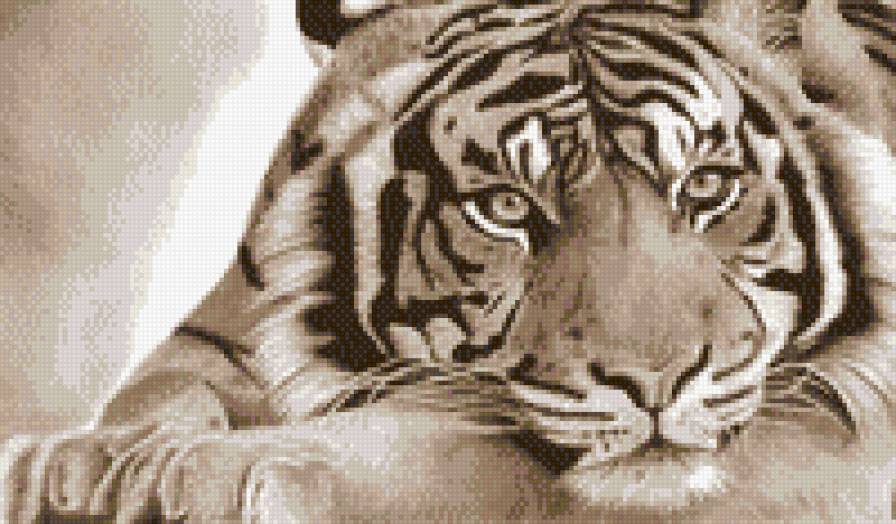 Тигр - животные, тигр, большие кошки, монохром - предпросмотр