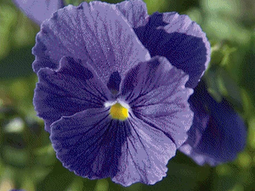 Анютины Глазки - анютины глазки, цветы - предпросмотр