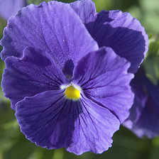 Схема вышивки «Анютины Глазки»