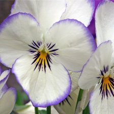 Схема вышивки «Анютины Глазки»