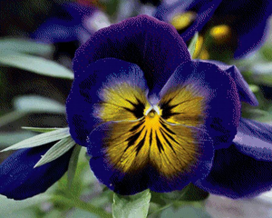 Анютины Глазки - анютины глазки, цветы - предпросмотр