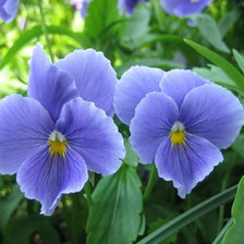 Схема вышивки «Анютины Глазки»