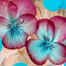 Схема вышивки «Анютины Глазки»