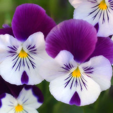 Схема вышивки «Анютины Глазки»