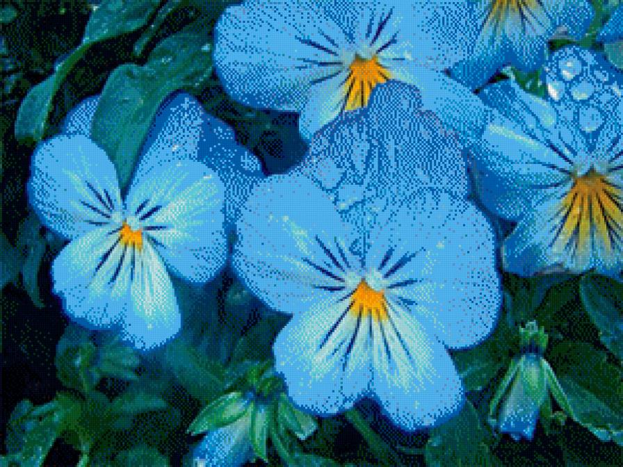 Анютины Глазки - анютины глазки, цветы - предпросмотр