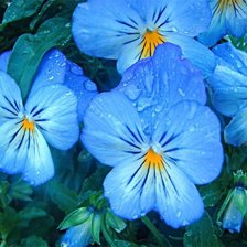 Схема вышивки «Анютины Глазки»