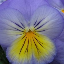 Схема вышивки «Анютины Глазки»