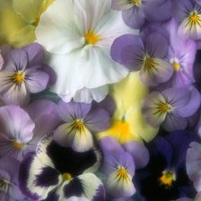 Схема вышивки «Анютины Глазки»