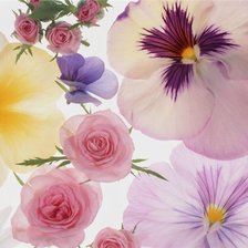 Схема вышивки «Анютины Глазки»