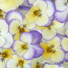 Схема вышивки «Анютины Глазки»