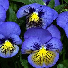 Схема вышивки «Анютины Глазки»