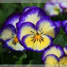 Схема вышивки «Анютины Глазки»